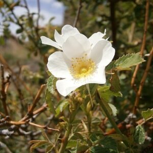 Bloeiende roze Rosa abietina bloemen met groene bladeren in natuurlijke setting.