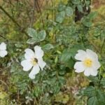 Rosa agrestis bloem op kleigrond, winterhard.