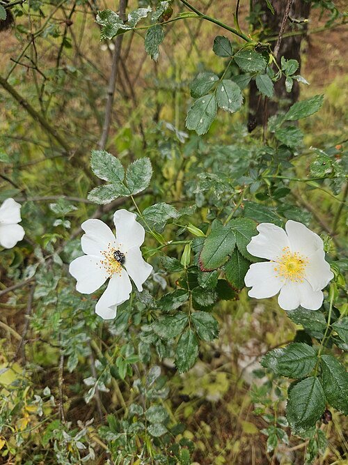 Rosa agrestis bloem op kleigrond, winterhard.