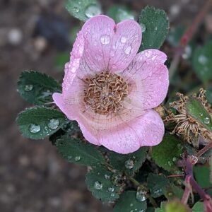 Pink Rosa bridgesii shrub with vibrant pink flowers against green foliage.