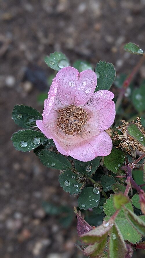 Pink Rosa bridgesii shrub with vibrant pink flowers against green foliage.