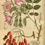 Delicate roze bloemen en geveerd blad van Rosa davidii tegen groene achtergrond.
