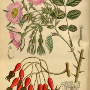 Delicate roze bloemen en geveerd blad van Rosa davidii tegen groene achtergrond.