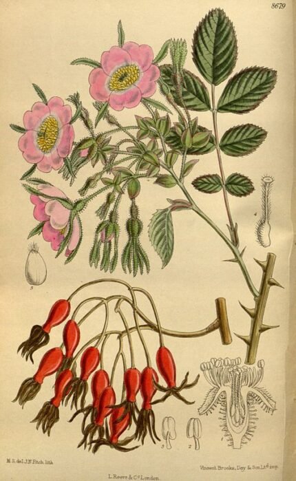 Delicate roze bloemen en geveerd blad van Rosa davidii tegen groene achtergrond.