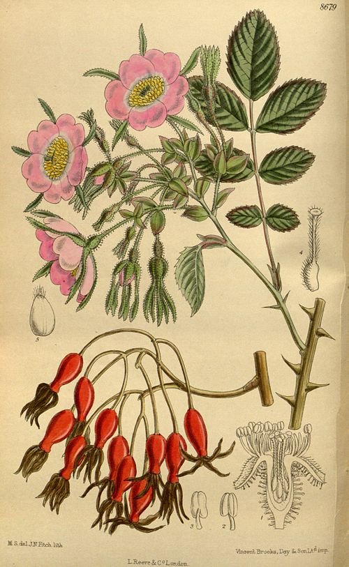 Delicate roze bloemen en geveerd blad van Rosa davidii tegen groene achtergrond.