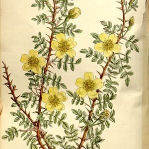 Delicate roze bloemen van Rosa ecae op heldere achtergrond.