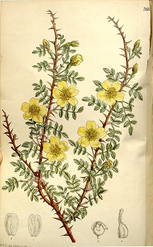 Delicate roze bloemen van Rosa ecae op heldere achtergrond.