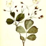Roze Trosroos bloem in volle bloei.