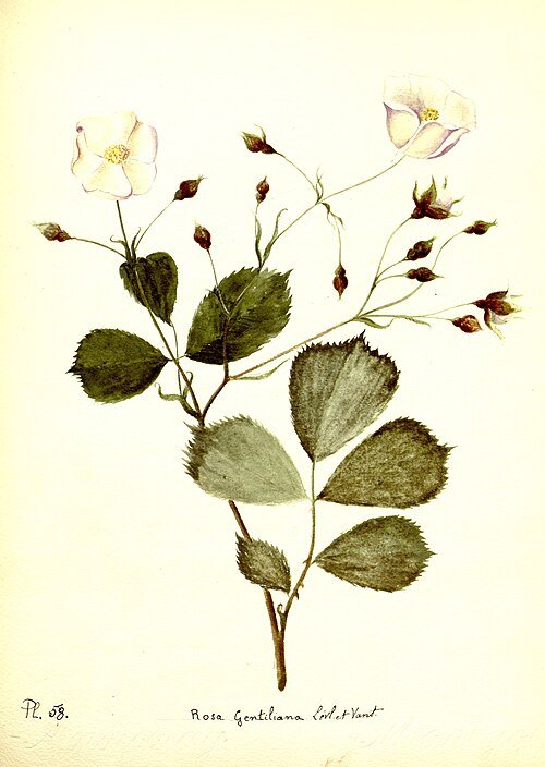 Roze Trosroos bloem in volle bloei.