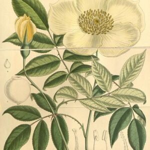 Prachtige roze Rosa gigantea bloem in volle bloei tegen groen bladeren achtergrond.