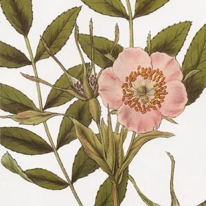 Pink Rosa macrophylla flowers with green leaves on a bright background.