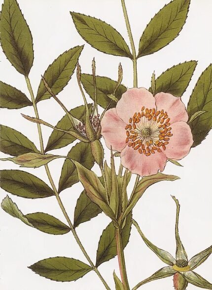 Pink Rosa macrophylla flowers with green leaves on a bright background.