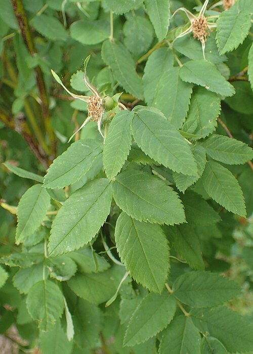 Kaneelroos struik met delicate, roze bloemen en groene bladeren.