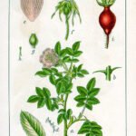 Zachtroze Rosa mollis bloem met groene bladeren en stekelige stengels.