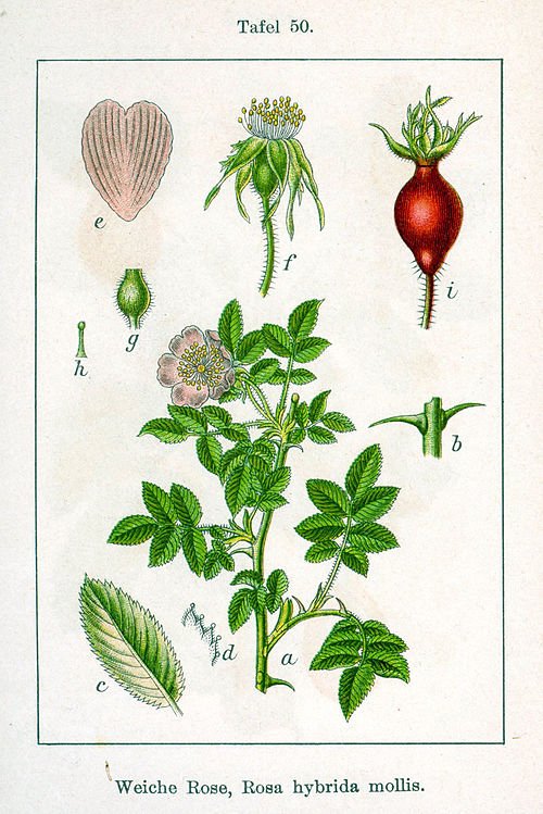 Zachtroze Rosa mollis bloem met groene bladeren en stekelige stengels.