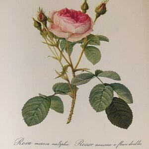 Bloeiende roze mosroos bloemen op een groene achtergrond.