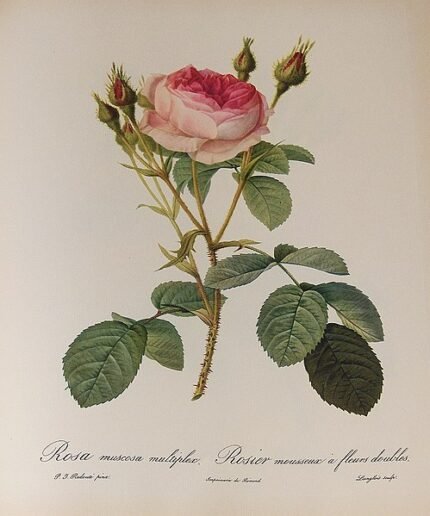Bloeiende roze mosroos bloemen op een groene achtergrond.