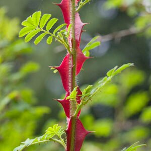 Lichtroze Rosa omeiensis bloem met groene bladeren.