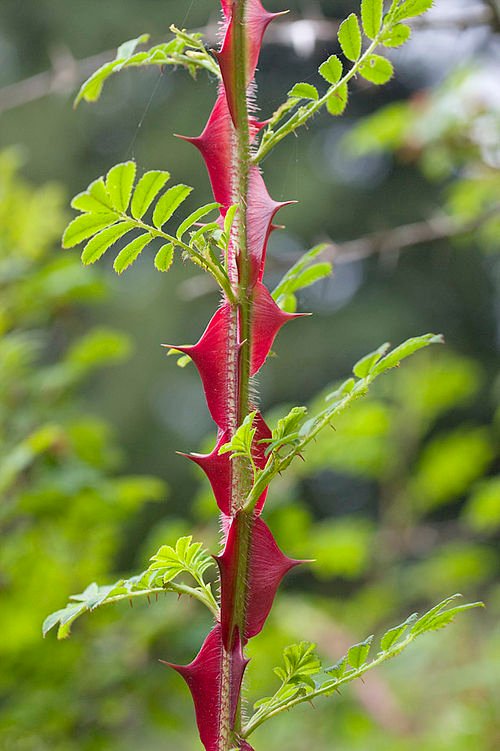 Lichtroze Rosa omeiensis bloem met groene bladeren.