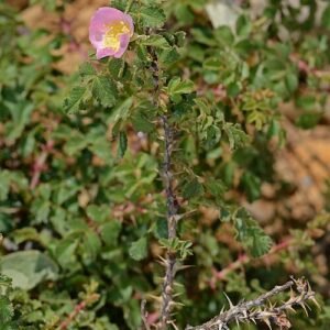 Pink pulverulenta rose with soft petals and light green leaves in garden setting.