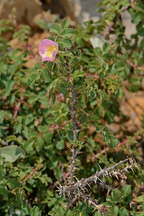 Pink pulverulenta rose with soft petals and light green leaves in garden setting.