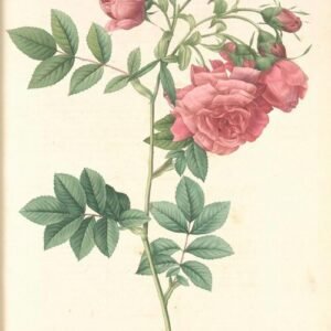 Rosa virginiana met helderroze bloemen en donkergroen blad tegen tuinachtergrond.