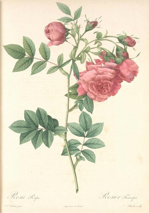 Rosa virginiana met helderroze bloemen en donkergroen blad tegen tuinachtergrond.