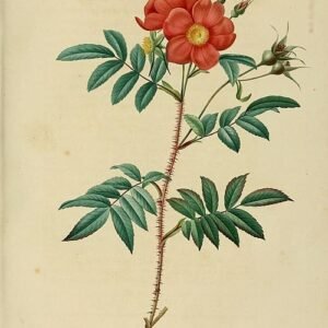 Rode Rosa nitida bloemen met groene bladeren in volle bloei.