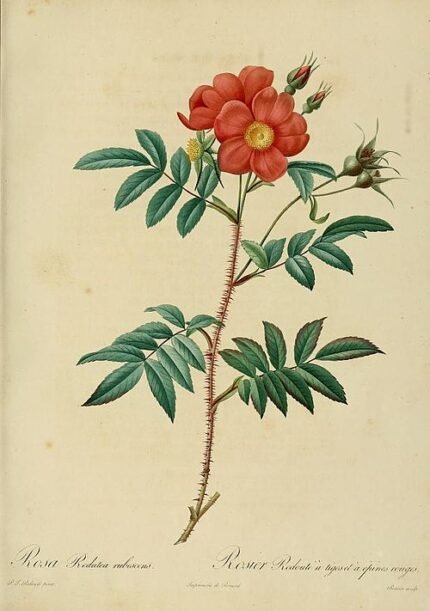 Rode Rosa nitida bloemen met groene bladeren in volle bloei.