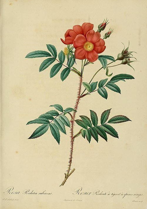 Rode Rosa nitida bloemen met groene bladeren in volle bloei.