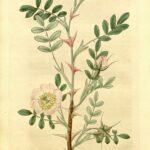 Delicate roze bloemen van Rosa sericea tegen heldere achtergrond.