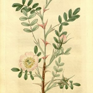 Delicate roze bloemen van Rosa sericea tegen heldere achtergrond.