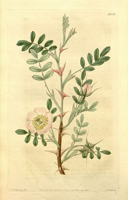 Delicate roze bloemen van Rosa sericea tegen heldere achtergrond.