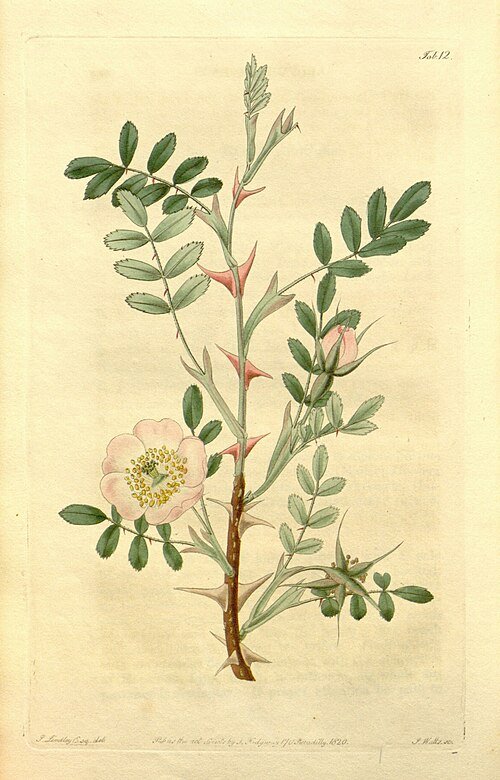 Delicate roze bloemen van Rosa sericea tegen heldere achtergrond.