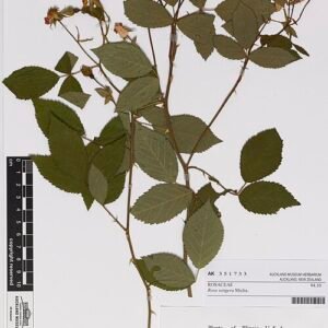 Wilde roos met roze bloemblaadjes en groen blad op subtiele achtergrond.