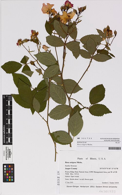 Wilde roos met roze bloemblaadjes en groen blad op subtiele achtergrond.