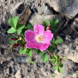 Rosa spithamea bloem in bloei met roze bloemblaadjes en groen blad.