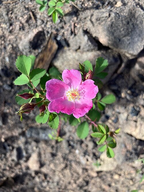 Rosa spithamea bloem in bloei met roze bloemblaadjes en groen blad.