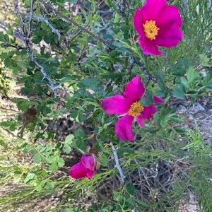 Rosa stellata bloemen met zachte roze bloemblaadjes en groene bladeren.