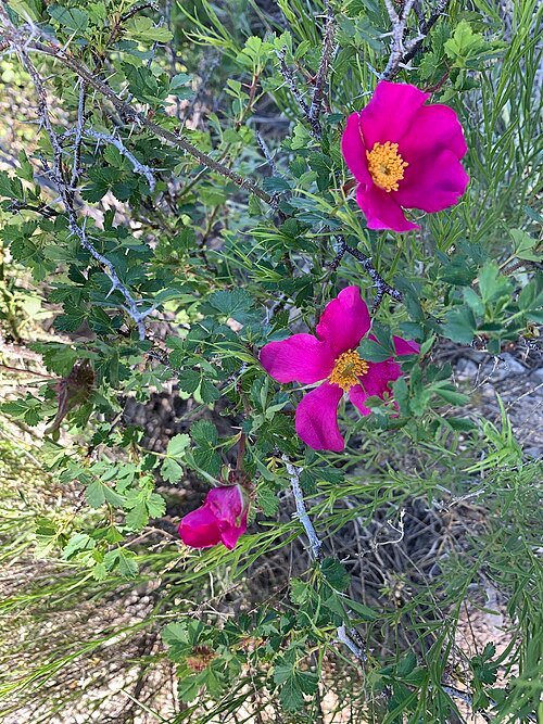 Rosa stellata bloemen met zachte roze bloemblaadjes en groene bladeren.