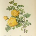 Hemisferische roos met zachtgele bloemblaadjes en groene bladeren.