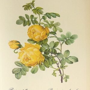 Hemisferische roos met zachtgele bloemblaadjes en groene bladeren.