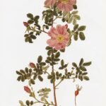Bloeiende Rosa woodsii struik met roze bloemen en groene bladeren.