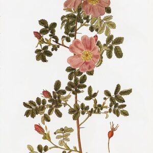 Bloeiende Rosa woodsii struik met roze bloemen en groene bladeren.