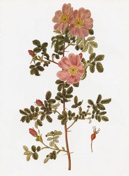 Bloeiende Rosa woodsii struik met roze bloemen en groene bladeren.