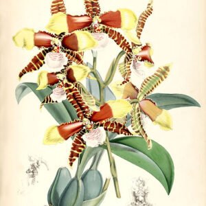 Tijgerorchidee bloem in gele en bruine tinten op botanische illustratie.