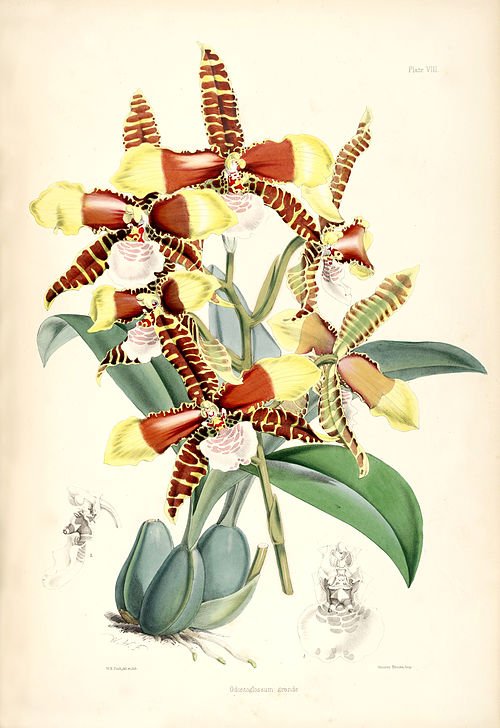 Tijgerorchidee bloem in gele en bruine tinten op botanische illustratie.
