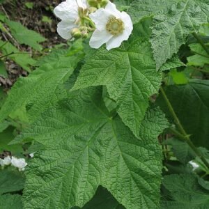 Rubus parviflorus plant met witte bloemen en groene bladeren.