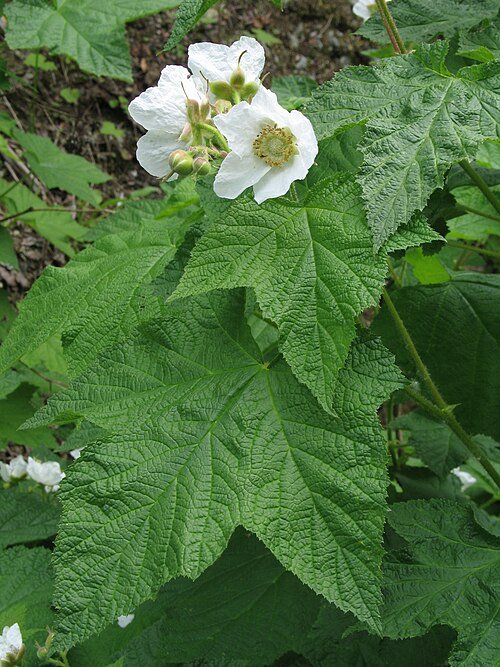 Rubus parviflorus plant met witte bloemen en groene bladeren.