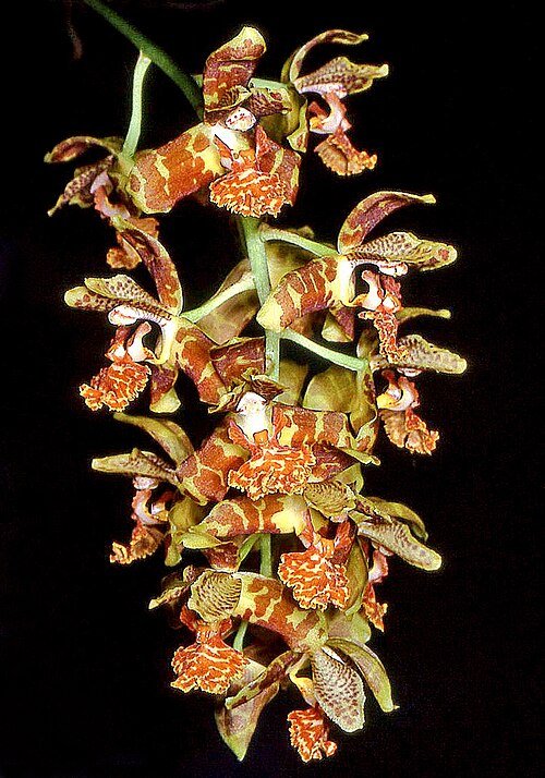 Violet en witte bloemen van Rudolfiella floribunda orchidee in volle bloei.